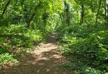 Trail Walking Oncy-sur-École - Oncy-sur-École - Grotte aux Fées  - Photo