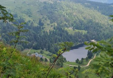 Tour Wandern Sulzern - Rando des APAVIENS..28/06/2024 - Photo