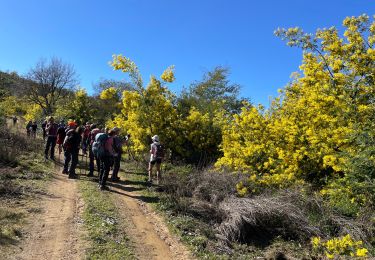 Trail Walking Tanneron - Tanneron - Photo