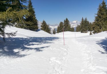 Tour Schneeschuhwandern Villard-sur-Doron - De Bisanne 1500 à Mont Bisanne - Photo