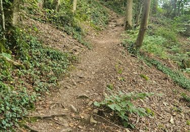 Excursión Senderismo Ferrières - Belgique 1 - Photo