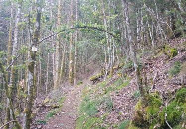 Trail Walking Wegscheid - Sattelboden Stahlberg - Photo