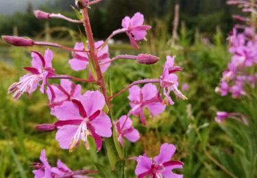 Tour Wandern Gresse-en-Vercors - Le Grand Veymont - Photo