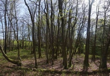 Tour Wandern Martelingen - Forêt d'Anlier - Le Gros Hêtre - Photo