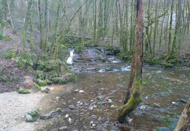 Tocht Noords wandelen Les Planches-près-Arbois - cascades des tufs - Photo
