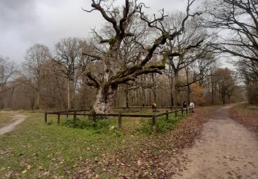 Excursión Senderismo Montgeron - forêt Sénart 12km - Photo