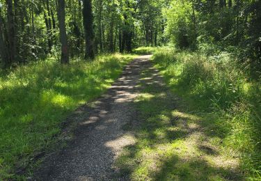 Trail Walking Saint-Pierre-du-Perray - Nandy - Forêt de Rougeau - Photo