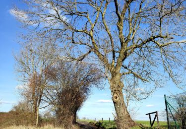 Tocht Stappen Olne - En passant par Olne  - Photo