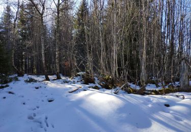 Excursión Senderismo Saint-Maurice-sur-Moselle - Vosges 2019 :  depuis Rouge Gazon, crêtes de Rimbackkopf, Mittelrainkopf.ori - Photo