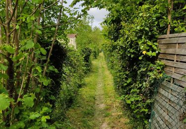 Trail Walking Noisy-sur-Oise - forêt de carnelle - Photo