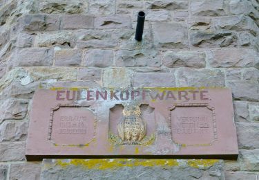Excursión A pie Rodenbach - Eulenkopftour - Photo
