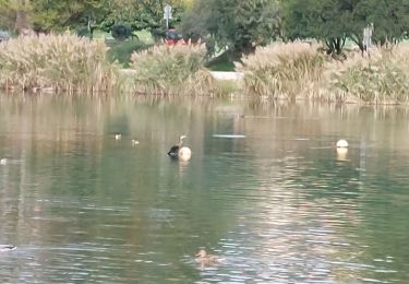 Randonnée Marche Gréoux-les-Bains - Le bord du Verdon  - Photo