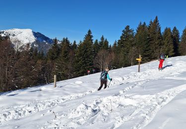 Trail Snowshoes Plateau-des-Petites-Roches - pravouta raquettes. 16,12,23 - Photo