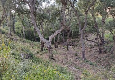 Tocht Stappen Le Boulou - le Boulou - Photo