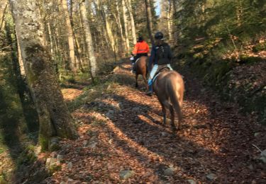 Tocht Paardrijden Fougerolles-Saint-Valbert - Balade Le Sarcenot à pied 1h - Photo