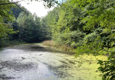 Tocht Stappen Halle - Un tour dans le bois de Halle - Photo