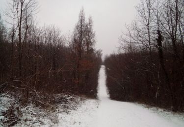 Trail Walking Besançon - BESANCON Forêt de CHAILLUZ - Photo