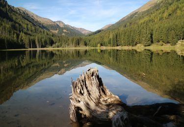 Tour Zu Fuß Gaal - Alpiner Weg Nr: 39 - Photo