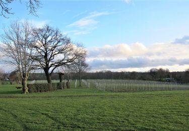 Tocht Wegfiets Aubel - Tour des vignes de la coopérative Vin du Pays de Herve - Photo