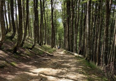 Trail Walking Saint-Michel - compostelle - camino Frances J2 : de Orisson à Espinal - Photo