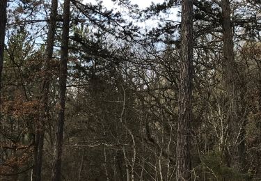 Trail Walking Manosque - Forêts de Pelissier - Photo