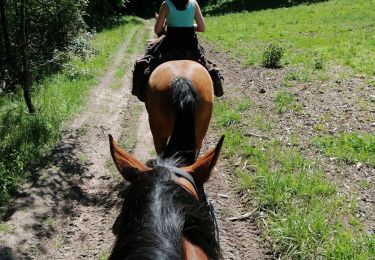 Trail Horseback riding Budling - Budling  - Photo