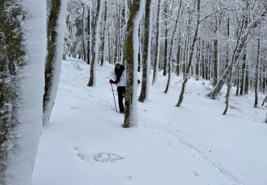 Tour Schneeschuhwandern Le Valtin - Col de la Schlucht - Photo