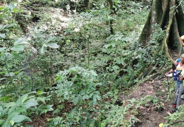 Tour Wandern Grand'Rivière - Grand rivière-Prêcheur  - Photo