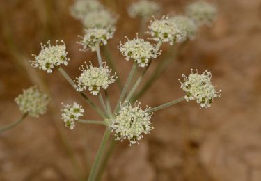 Randonnée A pied Conseil régional de Ramat Negev - IL-18374 - Photo