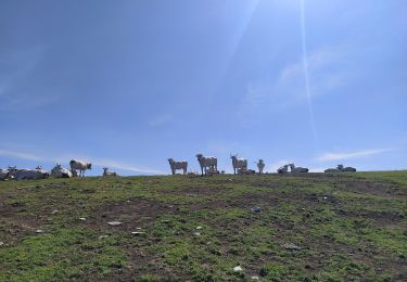 Percorso A piedi Calenzano - Sentiero CAI 44 - Photo