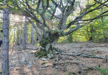 Tour Wandern Bédoin - Melettes & Frâche - Photo