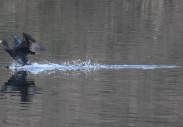 Tocht Stappen Oupeye - 20211216 - Balade ornithologique - Trilogiport - Photo