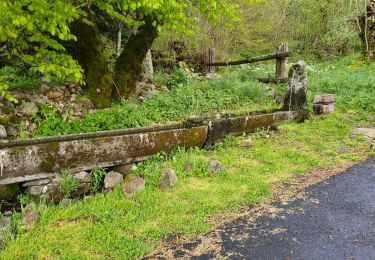 Tocht Stappen Murat-le-Quaire - Vendeix_Rigolet_Bas_Source_Chaude - Photo