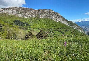 Trail Walking Mont-Saint-Martin - Ascension au pas de l’âne  - Photo