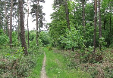 Tour Wandern Choisy-au-Bac - en forêt de Laigue_14_05_2021_les Chemins du Plessis-Brion et de la Voie de l'Eau - Photo