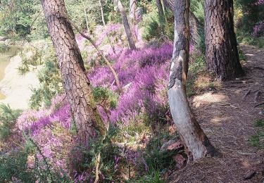 Tour Wandern Névez - Le Heant - Photo