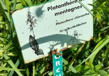 Tocht Stappen Montenach - montenach - Photo