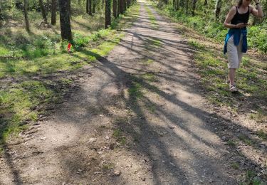 Tocht Stappen Saint-Gildas-de-Rhuys - gouezan - Photo