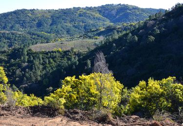 Randonnée Marche Tanneron - Tanneron par Les Farinas - Photo