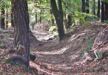 Trail On foot Unknown - Rundwanderweg 5 Totenkopf - Photo