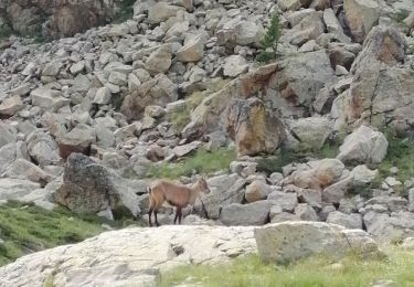 Trail Walking Saint-Martin-Vésubie - Circuit des Lacs des bessons par le collet des lacs des Bessons - Photo