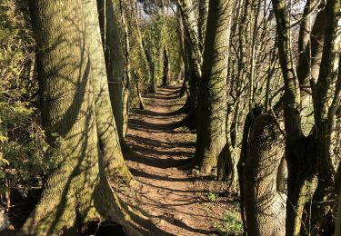 Trail On foot Theux - Boucle de Theux 10 Km - Photo