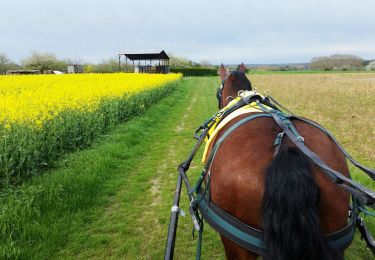Trail Horseback riding Beaumont-Village - beaumontvillage_15 - Photo