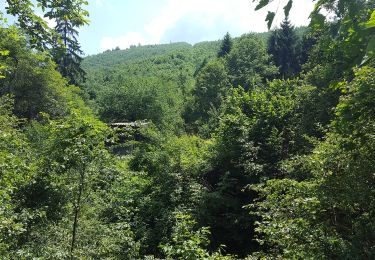 Trail On foot Covasna - Covasna - Valea Chetagului - Poiana Iacob - Photo