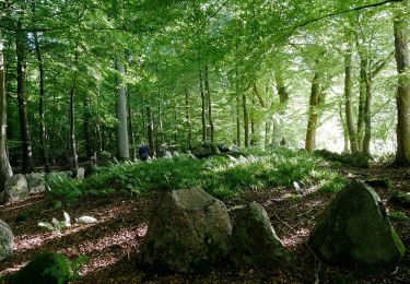 Tocht Te voet  - Gul rute - Stenderupskovene (Midtskoven) - Photo