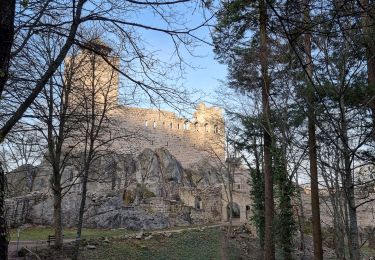 Tocht Stappen Dambach-la-Ville - ARCA Schulwaldplatz - Photo