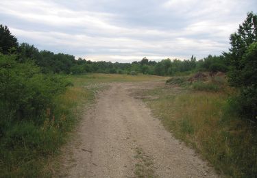 Trail On foot Gemeinde Höflein - Via Vinum (Rundwanderweg Höflein) - Photo