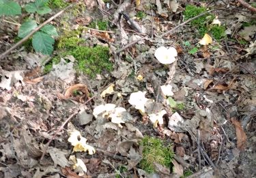 Trail Walking Vendeuvre-sur-Barse - Funghi 30/07/24 Marque Coupe  - Photo