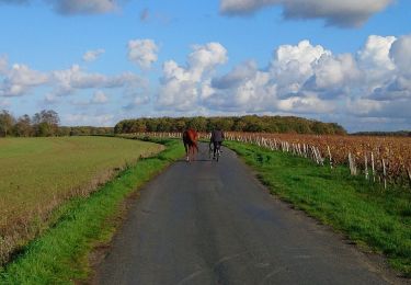 Trail Walking Noizay - Noizay - Carcou Vernou via PRs Chançay - 24.7km 290m 5h20 (30mn) - 2022 11 19 - Photo