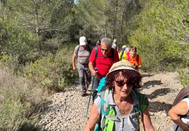 Trail Walking Pourrières - Puyloubier  - Photo
